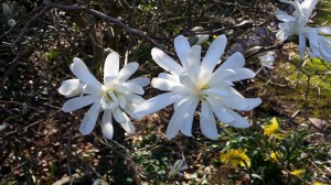 Magnolia stellata blomst