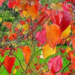 Cercis canadensis får fantastiske flotte efterårs farver.
