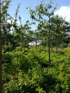 Clethra alnifolia 'Clea' under paradisæbler