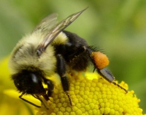 Bi med pollenkurv