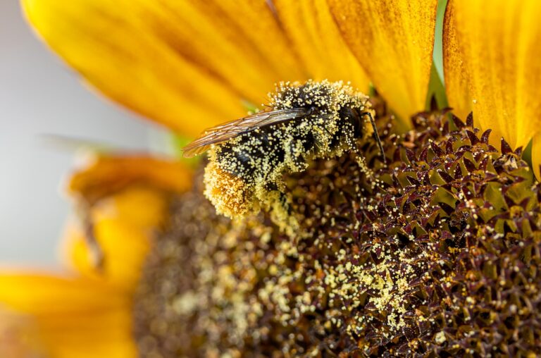bi pollen bestøver insekt venlig vild med vilje
